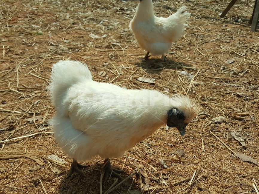 닭,백봉,실키닭,닭장,오골계,동물,animal,조류,새,birds