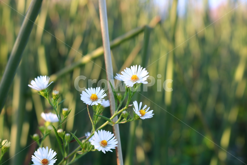 wildflowers,American mugwort flower,Chrysanthemum,American mugwort,plant,hairless,Asteraceae,mugwort,wild flowers,flower
