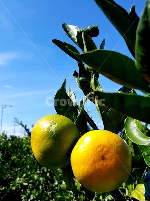제주도,귤,식물,하늘,과일,jejudo,tangerine,plant,sky,fruit