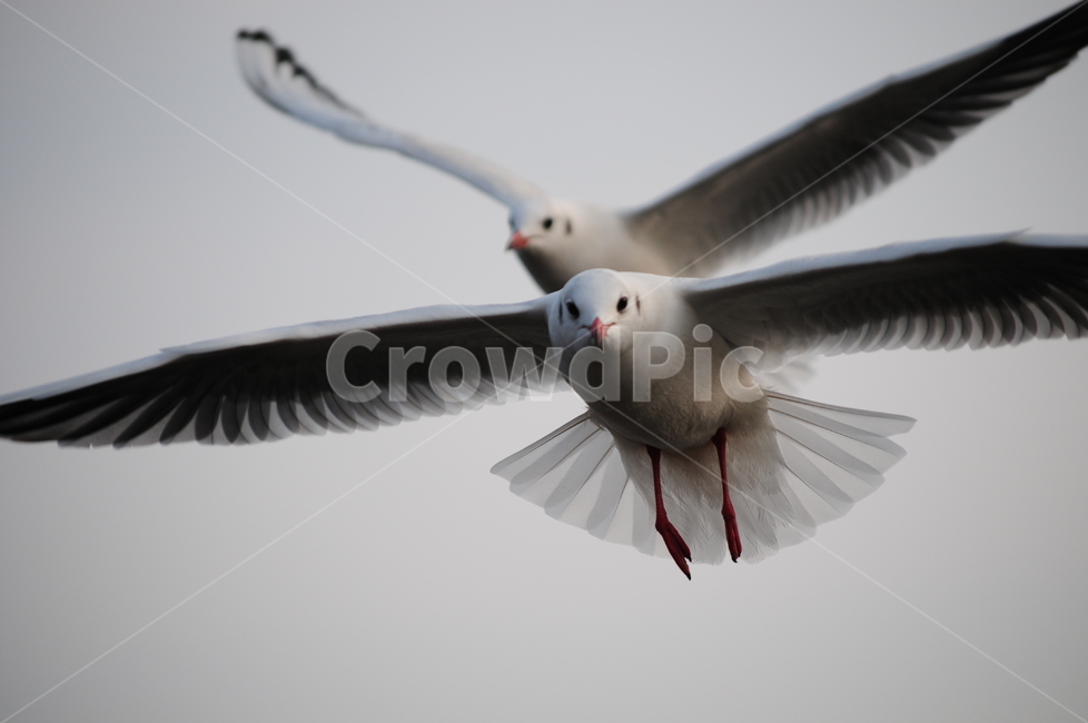 갈매기,바다,하늘,새,동물,조류,날개,동물,animal,조류,새,birds