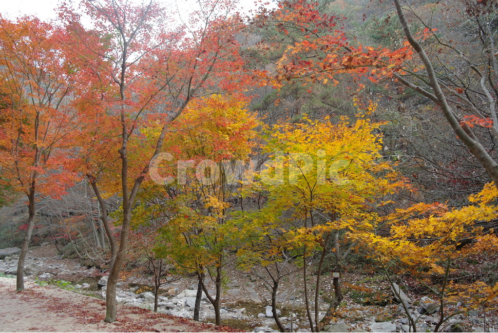 가을,단풍,낙엽,단풍잎,단풍나무,알록달록,계절,가을색,자연,식물