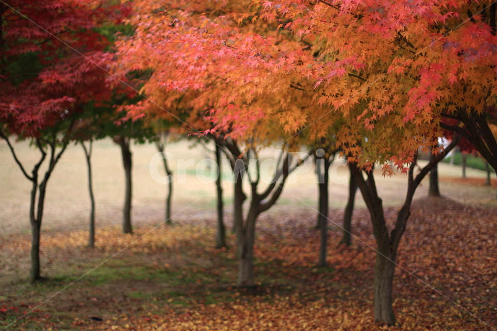 가을,낙엽,나무,풍경,fall,가을,계절,fall,autumn,season,식물,자연,plants,nature,나무,trees,wood,tree,plant,maple,단풍,leaf,잎