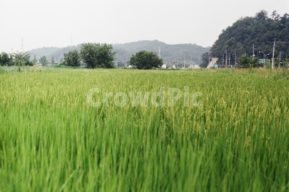 논,벼,들판,시골풍경,countryside,자연,식물,필름사진,농업,농사,agriculture,farming,farming industry