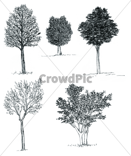 손그림,handdrawing,팬그림,팬라인,pen,penline,penpicture,나뭇잎,leaf,foliage,umbrage,나뭇가지,bough,twig,sprig,branch,나무,tree,wood,pendrawing