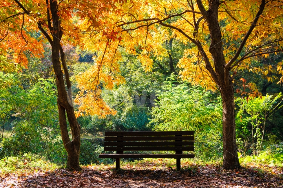 가을,단풍,낙엽,나무,벤치,의자,빛,감성,힐링,가을,계절,fall,autumn,season,자연,풍경,nature,landscape,한국자연풍경,한국자연경관,korea nature landscape,식물,plants,나무,trees,wood,bench,furniture,가구,tree,plant