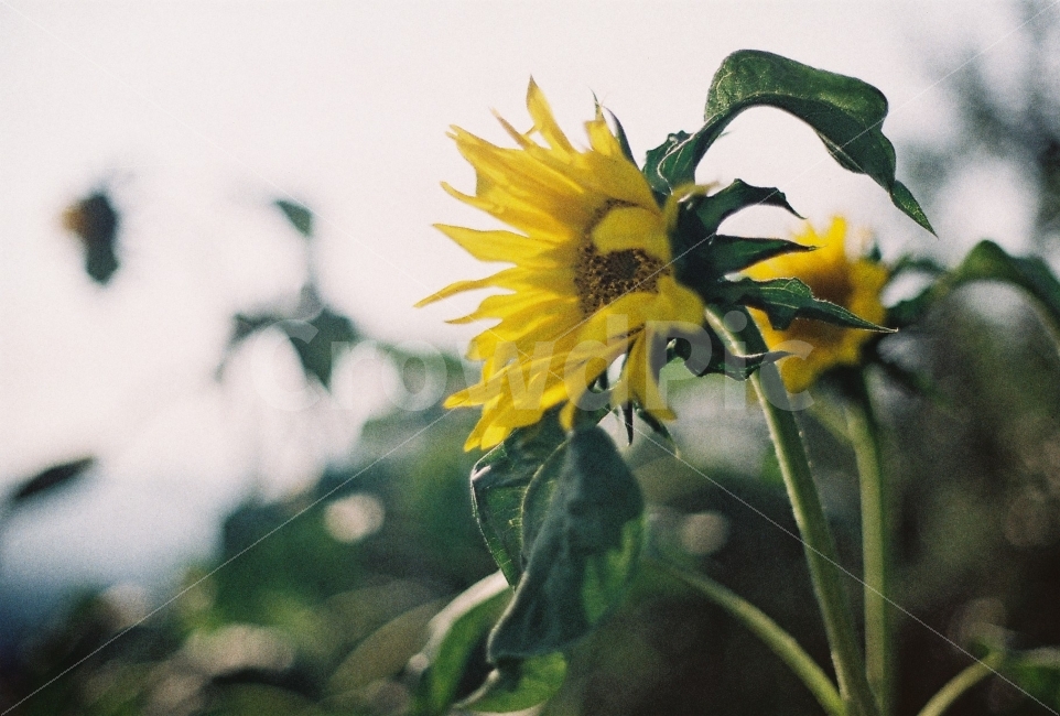 해바라기,꽃,정물사진,감성사진,필름사진,감성,필름,여름,계절,summer,season,식물,자연,plants,nature,꽃,flower,감성,sensible,feeling,plant,blossom