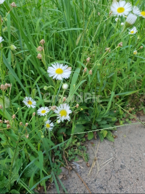 꽃,청량,자연,환경,초록
