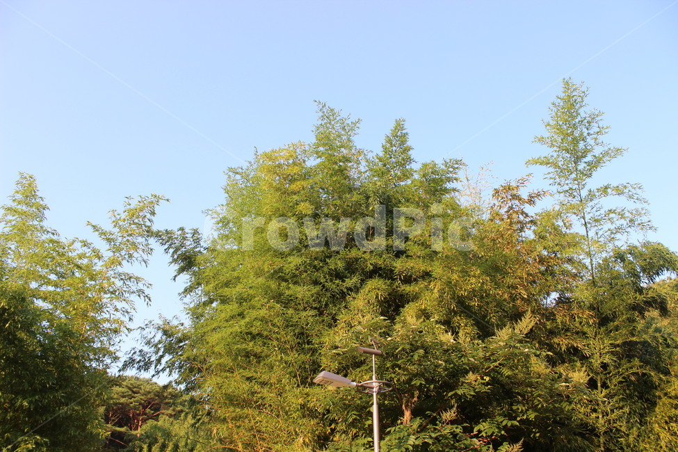 자연,풍경,나무,산,green,tree,sky,감성,분위기