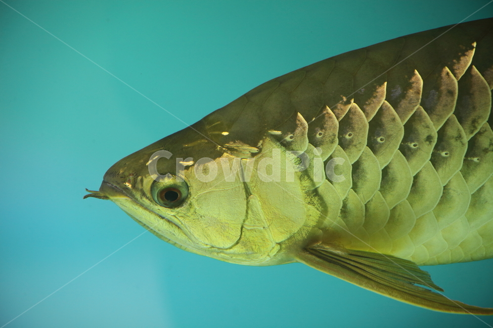 아로아나,아로와나,열대어,물고기,arowana,tropicalfish,동물,animal,어류,물고기,fish