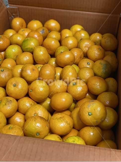귤,겨울,과일,식물,음식,감귤류과일,plant,fruit,citrusfruit,food,mandarin,mikan,winter
