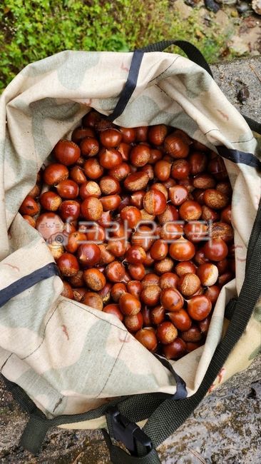 Full of chestnuts,chestnutsinbag,a basket of chestnuts,chestnuts