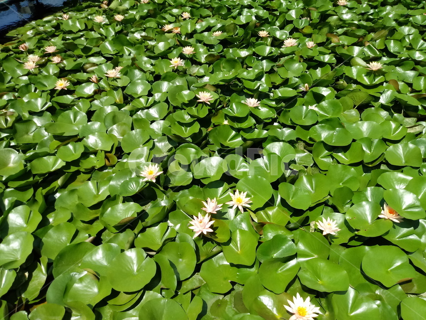 수련,다년생초본식물,수생식물,이판화,쌍자엽식물,자우련,waterlily