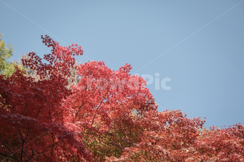 하늘,단풍,빨간단풍,가을,자연,풍경,감성,감성사진,가을,계절,fall,autumn,season,tree,나무,plant,식물,maple