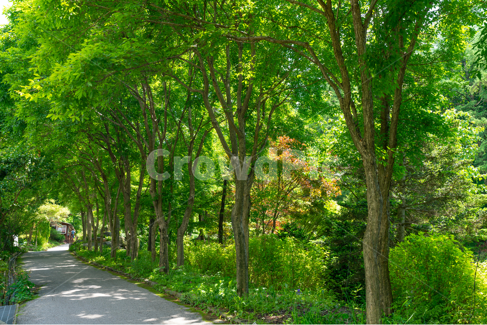 나무,숲,햇살,그늘,tree,foreset,sunshine,산책로,자연,풍경,nature,landscape,식물,plants,나무,trees,wood,plant