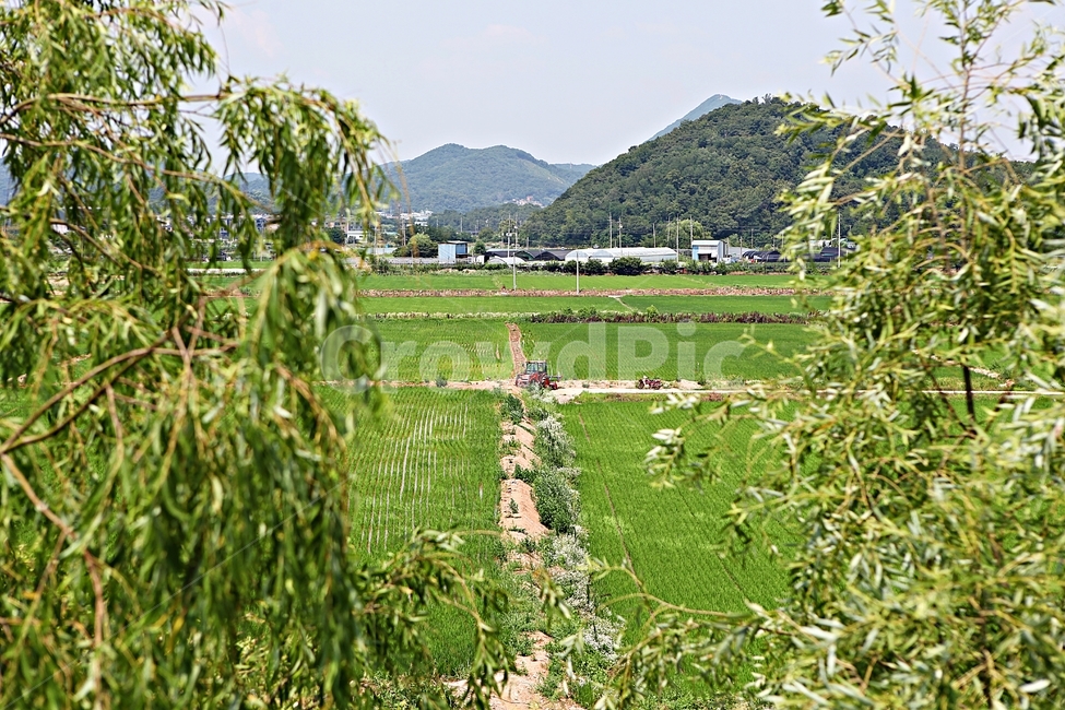벼,논,농사,쌀,자연,풍경,자연,풍경,nature,landscape,한국자연풍경,한국자연경관,korea nature landscape,시골,마을,country,rural,town,outdoors,옥외