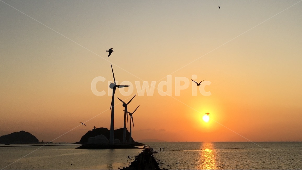 새,bird,노을,바다,태양