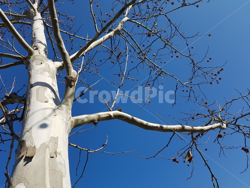 나무,tree,식물,겨울나무,하늘,감성,나무,trees,wood