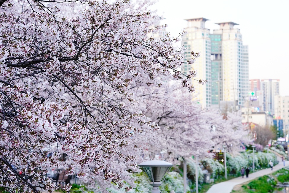 꽃,나무,벚꽃,flower,식물,blossom