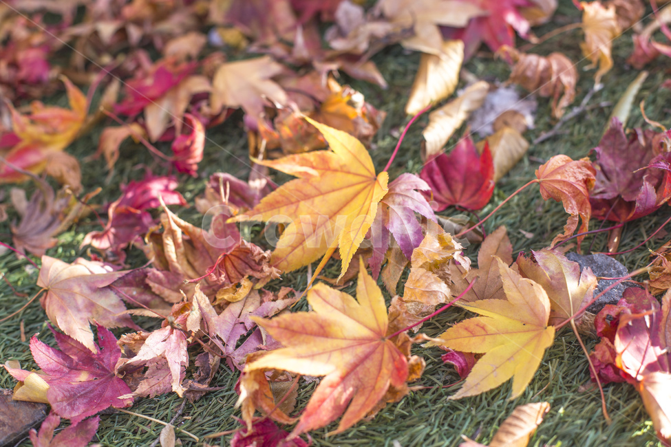 나뭇잎,가을,잎,잎사귀,낙엽,단풍잎,단풍,노란색,노란잎,계절,가을,계절,fall,autumn,season,leaf,plant,식물,tree,나무