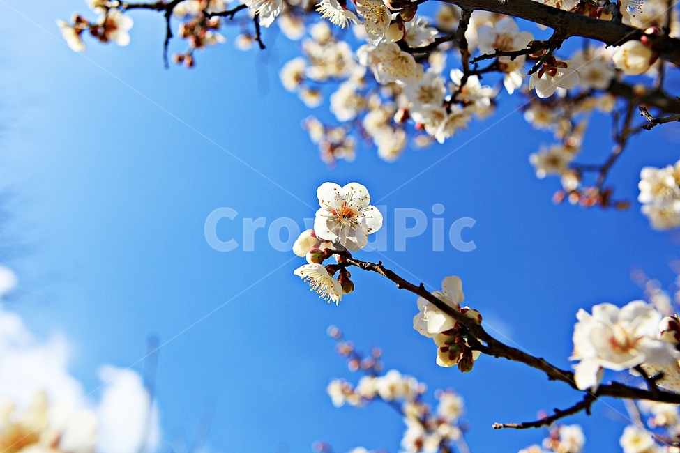 매화꽃,매화,꽃,매화나무,자연,배경,봄,계절,spring,season,식물,자연,plants,nature,꽃,flower,plant,blossom,cherry blossom,벚꽃