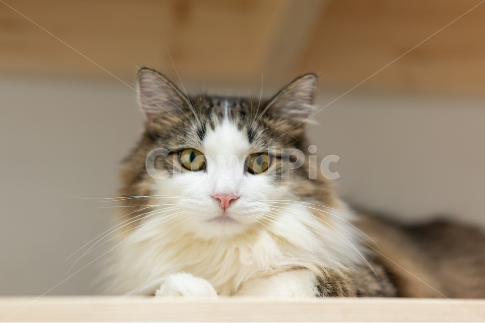 캣타워,노르웨이숲,반려동물,수컷,고양이,diy,목재,난간,norwegianforestcat,갈기,동물,animal,포유류,mammal,고양이,cat,kitten,kitty