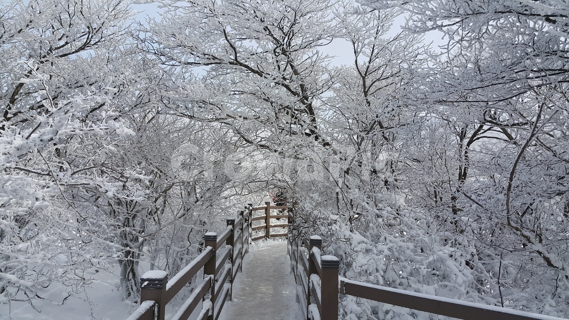 눈쌓인나무,겨울풍경,눈,겨울,눈쌓인풍경,snow,winter,제주,1100고지,겨울제주,겨울,계절,winter,season,자연,풍경,nature,landscape,handrail,난간,banister