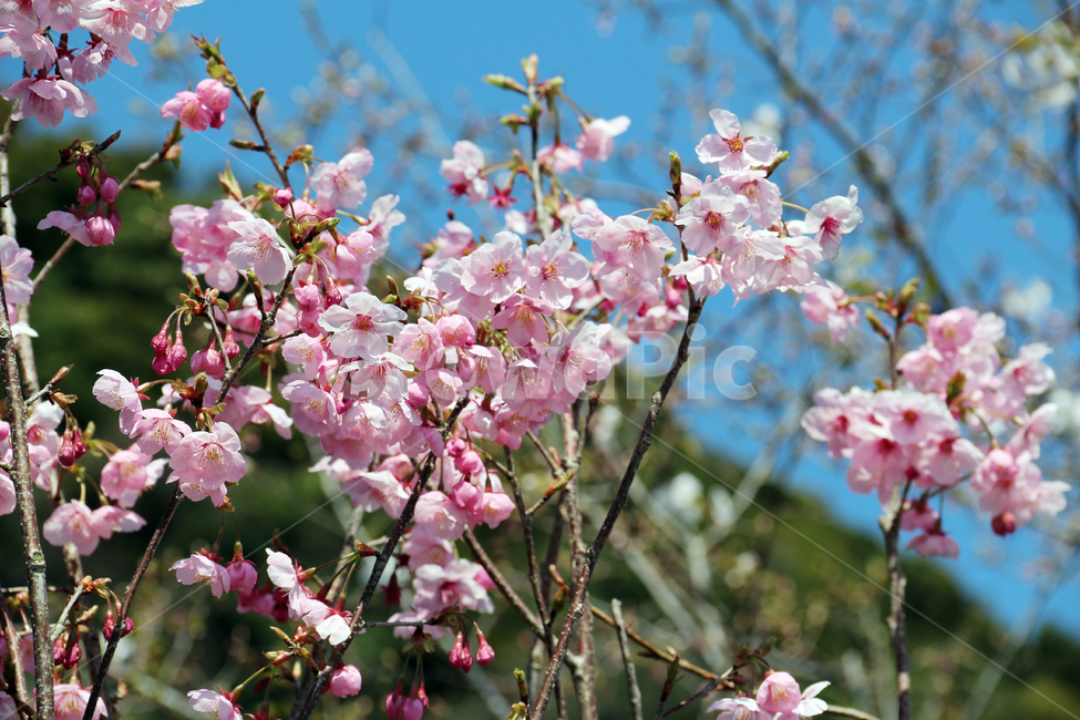 일본,가고시마,벚꽃,개화기,사쿠라,봄,봄,계절,spring,season,자연,풍경,nature,landscape,식물,plants,꽃,flower,plant,blossom