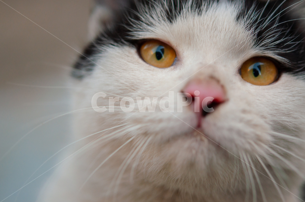 귀여운,수염,털,야생,배경,cute,beard,fur,wild,background,animal,고양이,cat,애완동물,pet,동물,mammal,포유류,동물,animal,포유류,mammal,고양이,cat,kitten,kitty