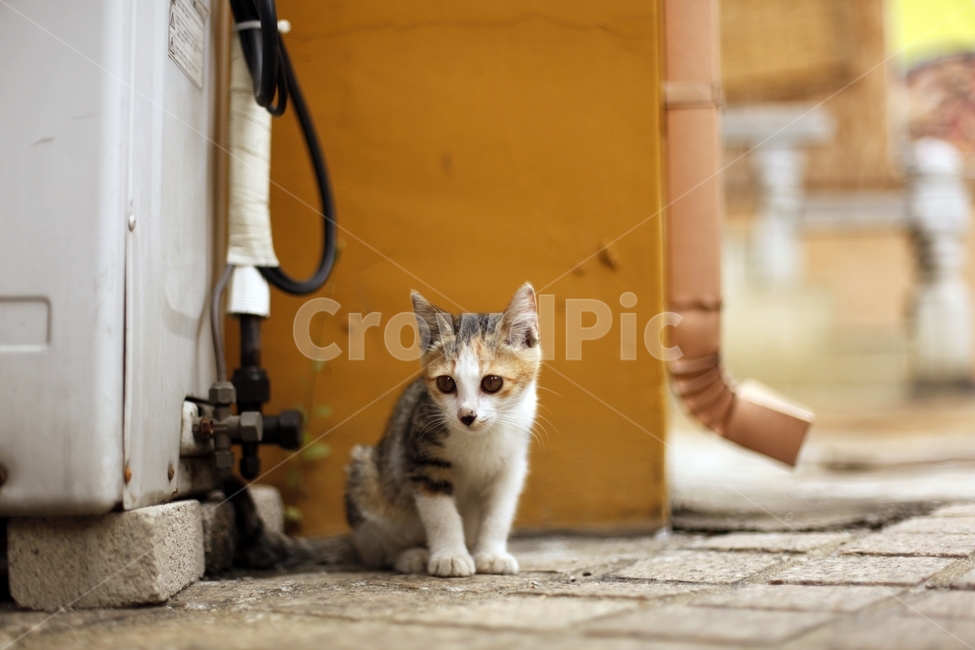 고양이,길고양이,새끼고양이,아기고양이,귀여움,눈맞춤,눈동자,초롱초롱,동물,animal,포유류,mammal,고양이,cat,kitten,kitty,감성,sensible,feeling