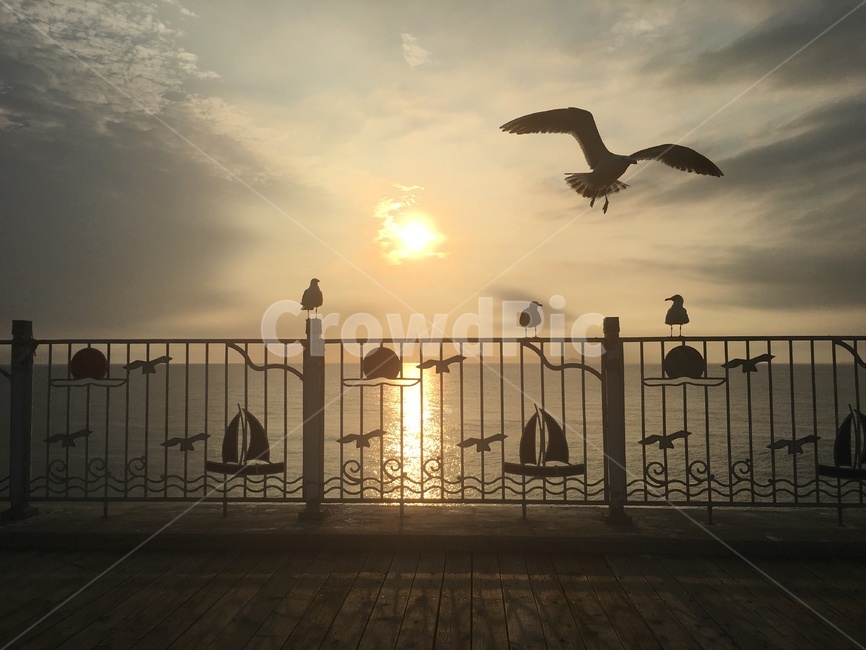 갈매기,바닷가,새,조류,석양,동물,animal,조류,새,birds