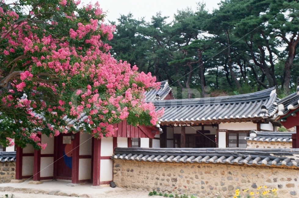 경주,종오정일원,배롱나무,연꽃,백일홍,한국전통,한국문화,korean traditional,korean culture,식물,자연,plants,nature,꽃,flower