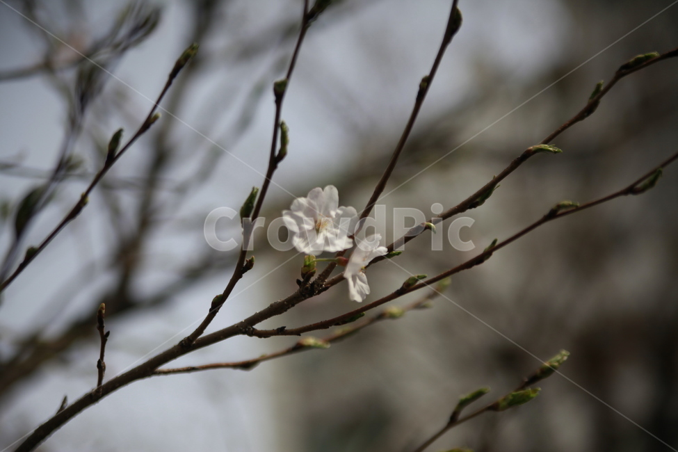 벚꽃,새싹,봄,아파트단지,조경,봄소식,식물,자연,plants,nature,꽃,flower