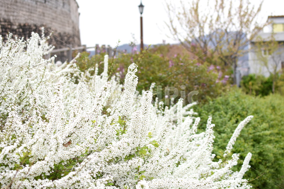 꽃,조팝나무,봄,꽃사진,흰색꽃,봄,계절,spring,season,식물,자연,plants,nature,꽃,flower,plant