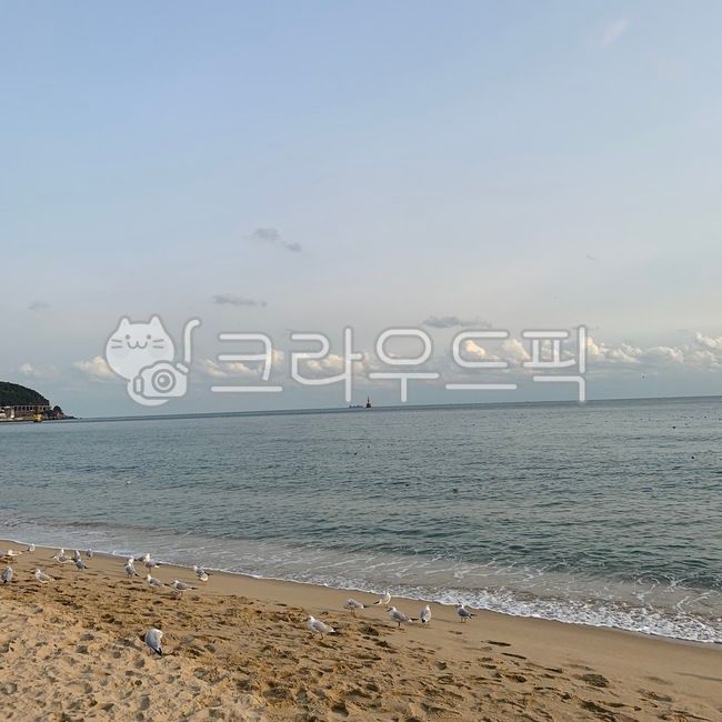 cloud,tide,sand,Beach,ocean,sandy beach,bird,Seagull,Haeundae