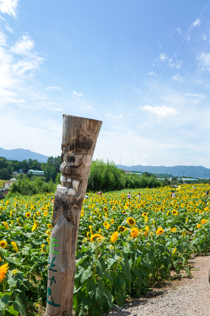 해바라기,함안,노란꽃,여름하늘,식물,정승,식물,자연,plants,nature,꽃,flower