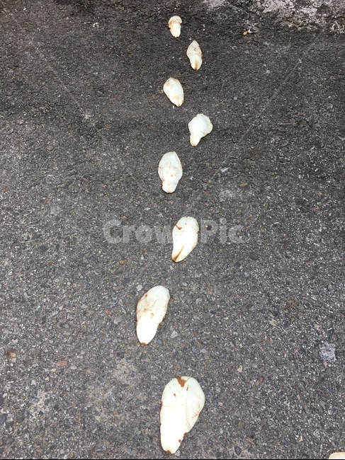 목련,목련꽃길,꽃길,발자국,발자욱,꽃발자국,꽃발자욱,백목련,아스발트,아스팔트