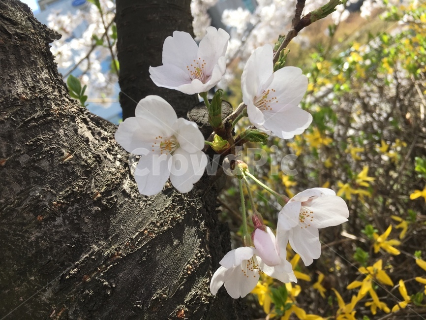 벚꽃,꽃,봄,cherryblossom,flower,spring