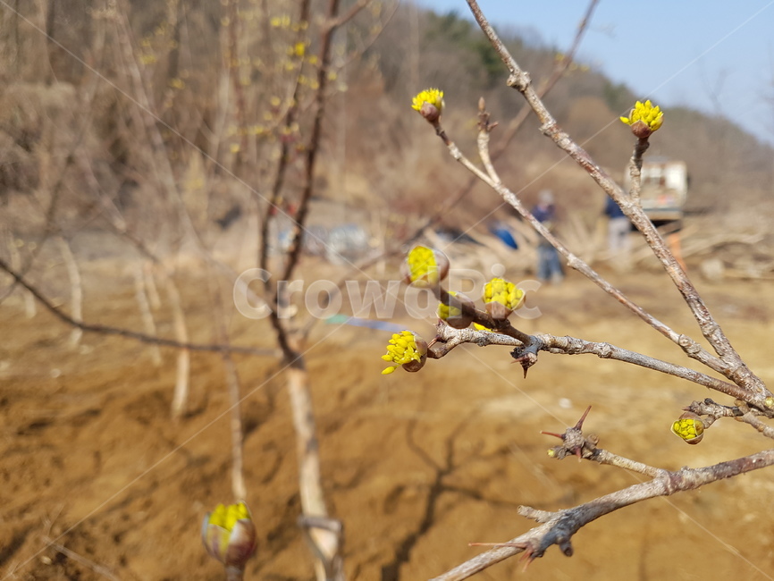 꽃,자연,봄,계절,나무