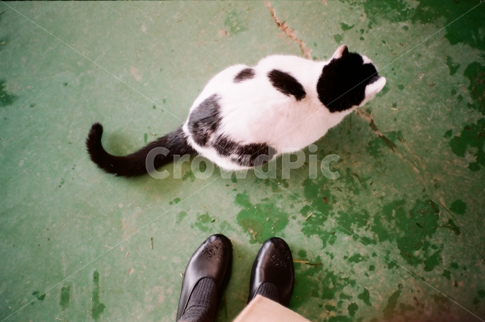 고양이,길냥이,cat,동물,웅크림,점박이,캣,동물,animal,포유류,mammal,고양이,cat,kitten,kitty,감성,sensible,feeling
