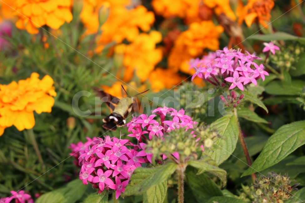 꽃,공원,자연,휴식,힐링,하늘공원,하늘,곤충,접사,식물,자연,plants,nature,동물,animal,곤충,벌레,insect,bug,꽃,flower