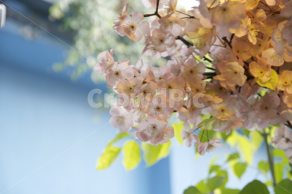 봄,벚꽃,봄꽃,조화,인테리어,꽃,flower,인테리어,실내디자인,interior design