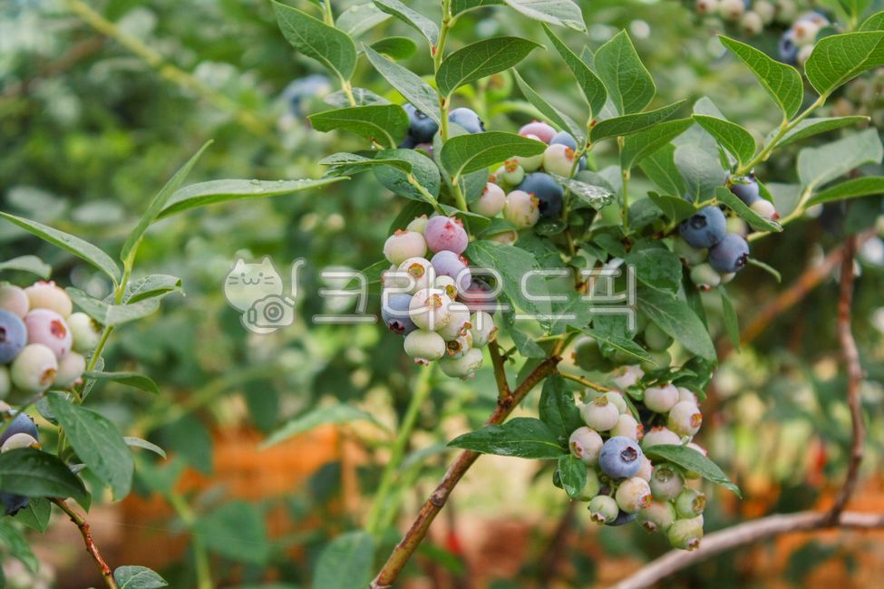 unripe,blueberry,farm,ripening,sweet and sour,fruit,berries,summer,blueberry,fruit
