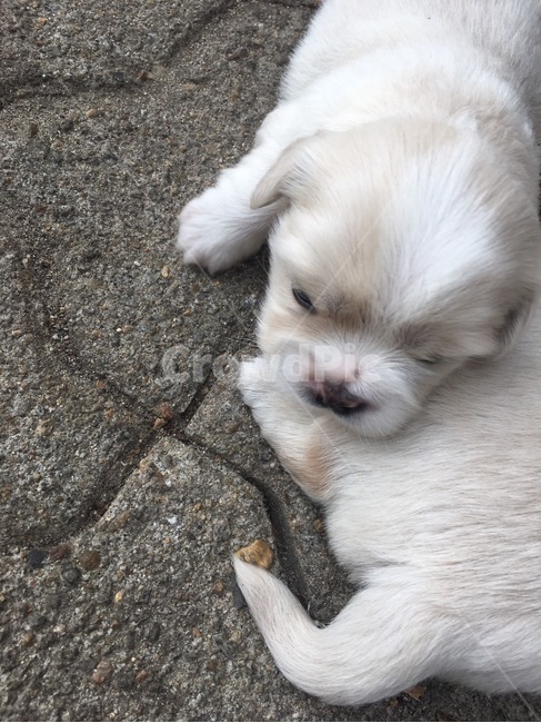 새끼강아지,생후한달강아지,믹스견,꼬물이,댕댕이,동물,animal,포유류,mammal,개,강아지,dog,doggy