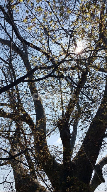 나무,tree,해,그림자,코모레비,봄,계절,spring,season,식물,자연,plants,nature,꽃,flower,tree trunk,나무 줄기,plant
