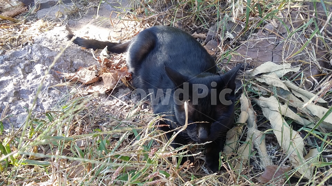고양이,냥이,동물,귀여운,냥냥이,검은고양이,깜냥이,동물,animal,포유류,mammal,고양이,cat,kitten,kitty