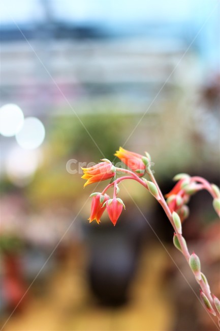 자연,다육식물,화분,꽃,화초