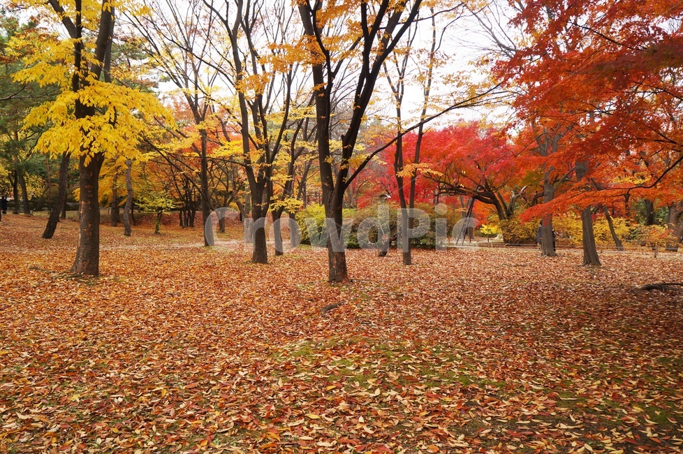 단풍,가을이미지,가을,낙엽,쓸쓸함,산책길,자연,공원,그리움,나뭇잎,가을,계절,fall,autumn,season,자연,풍경,nature,landscape,leaf,잎,plant,식물,tree,나무,maple