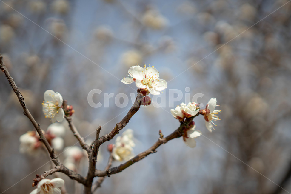 매화,꽃,나무,식물,흰색,하얀,아름다운,접사,감성,봄,봄,계절,spring,season,식물,자연,plants,nature,꽃,flower,plant