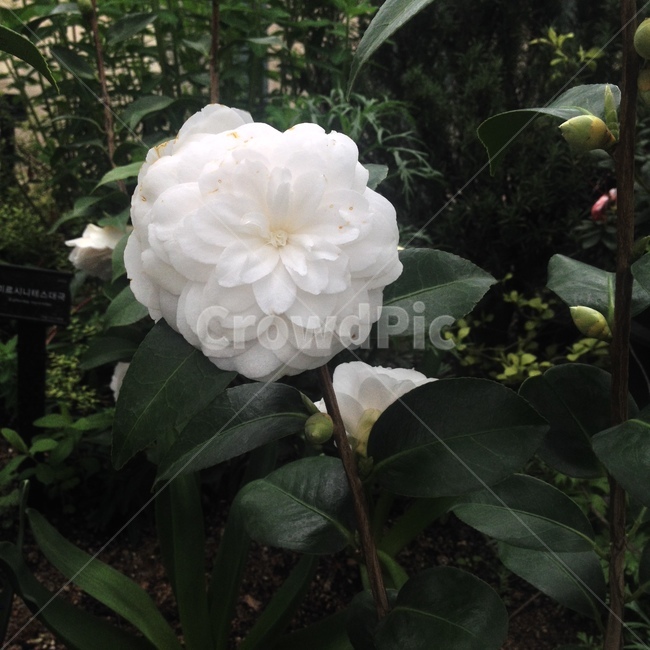 흰동백,흰꽃,동백,차나무과,동백나무,겸손한아름다움,camelliajaponica,백색꽃,삭과,상록활엽소교목,나무,꽃,flower,식물,자연,plants,nature,꽃,flower