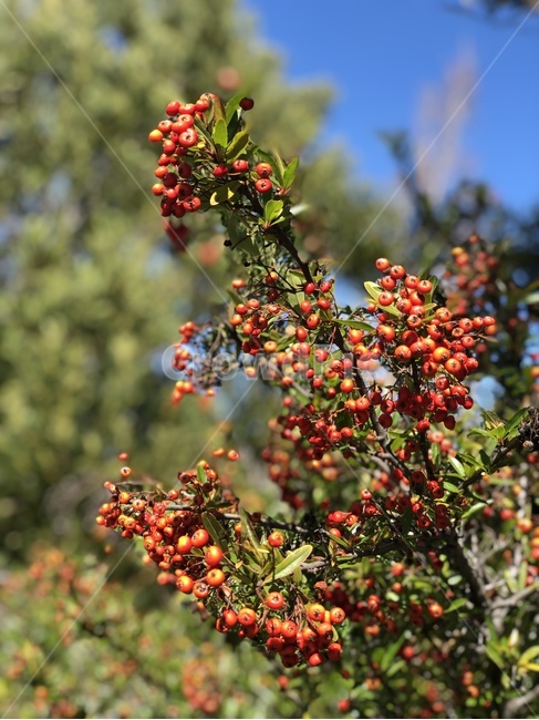 산사나무,알알,붉은색,붉은,나무,선명한,vivid,red,wine,darkred,burgundy,버건디,nature,outdoor,chunk,pattern